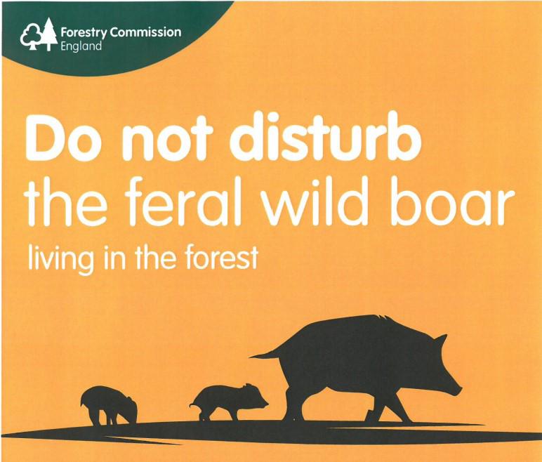 boar poster header